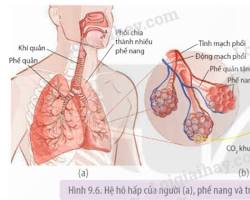 Hình ảnh về Phổi trao đổi khí
