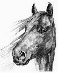 Pin By Winnie Gergel On Horses Pencil Drawings Of Animals Horse Head Drawing Horse Art