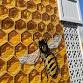 Oxford Bee Festival