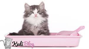 En Iyi Ucuz Dogal Kedi Kumu Markalari Ve Fiyatlari Kedi Blog