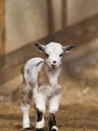We are located in winder, ga. London S Best Farms And Zoos For Children The London Mother