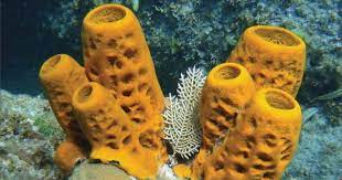the myth of precambrian sponges evolution news corales de mar criaturas del oceano esponja de mar