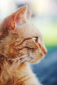 A Profile For The Roman Coin Kedi