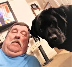 Labrador retrieves large limb