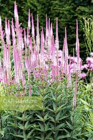 Opening from the base up, the slender wands bend and curve, adding a playful air to the impressive carriage below. Veronicastrum Virgin Stock Photo By Carole Drake Image 1355819