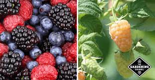 How to use berry in a sentence. List Of Types Of Berries Gardening Channel