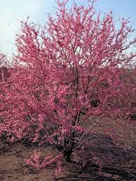 It will decline in wet soil. Mexican Redbud Tree Bloomed 2 27 2012 Mexican Redbud Tree Redbud Tree Modern Farmhouse Landscaping