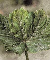 Image result for květopas jahodníkový