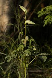 Image result for Abelmoschus esculentus