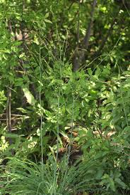 Image result for Chlorophytum macrosporum