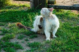 Check spelling or type a new query. 10 Penyebab Dan Cara Mengatasi Bulu Kucing Yang Rontok Hobinatang