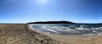 Image result for Sorindeia rhodesica