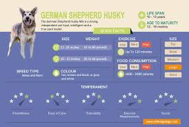 Why buy a german shepherd dog puppy for sale if you can adopt and save a life? German Shepherd Husky Mix Temperament Care Guide And Facts All Things Dogs All Things Dogs