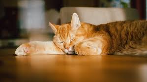Perayaan ini diinisiasi oleh komunitas world fund for animal welfare (ifaw) untuk memperingati persahabatan manusia dengan anak bulu berkaki empat itu. Hari Kucing Sedunia Dantips Merawatnya Yang Perlu Kamu Tahu