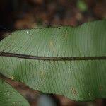 Image result for Lomariopsis guineensis