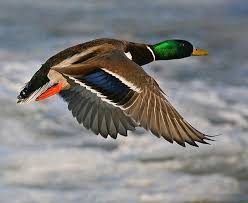 Mallard Duck With Images Mallard Duck Mallard Duck Breeds
