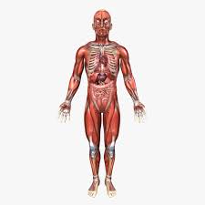 Human Male Anatomy 3d Model Ad Male Human Model Anatomy In 2020 Human Male Male 3d Model