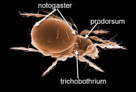 Image result for Brachythrix