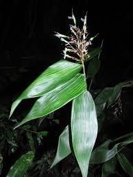 Image result for Olyra latifolia