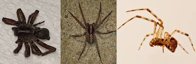 Identifying Common Spiders In Georgia Breda Pest Management