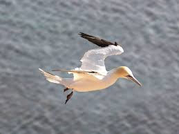 Water Birds Of North Georgia File Morus Bassanus Northern Gannet Jpg Wikimedia Commons