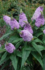 They can be used individually to add interest to any part of a. 10 Radiant Reblooming Shrubs Proven Winners