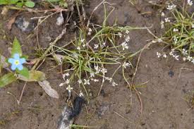 Image result for Subularia monticola