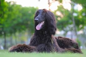 See more ideas about afghan hound, hound, afghan. Breed Info Animal Health Center