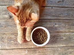 It might look hard to choose the best dry food for our cats. The 30 Best Dry Cat Foods In 2021 We Re All About Pets