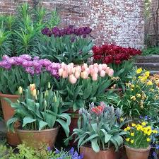 Pin By Laura Reasons On Garden Bulbs Garden Design Spring Plants Garden Bulbs