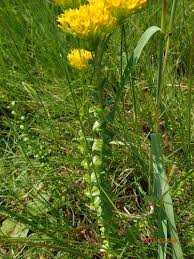 Image result for Sebaea longicaulis