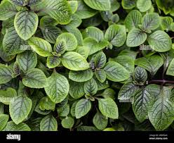 Image result for Plectranthus alboviolaceus