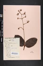 Image result for Ancylobothrys amoena