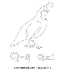 735 x 980 file type: Q Quail Coloring Page Stock Illustration 185935946