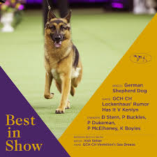 Последние твиты от westminster dog show (@wkcdogs). Westminster Kennel Club Dog Show Winners 2017 Celebrity Pet Worth