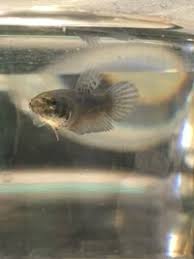 New Baby Betta Had To Get From Petco Betta Fish Forum 246200