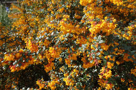 Image result for Berberis darwinii