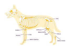 A dog's leg can be somewhat fragile, all things considered. Dog Leg Anatomy In Human Speak Ortho Dog