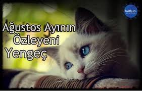 Alev Yildirim Alev Yldrm Twitter