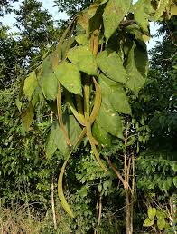 Image result for Markhamia