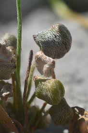 Image result for Marsilea aegyptiaca