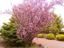 Maybe you would like to learn more about one of these? Natureplus Name Of This Tree With Pink Flowers Looks Similar To Cherry Blossom