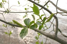 Image result for Sebaea pentandra