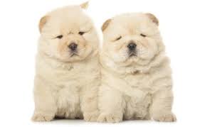 A dog breed is a particular strain that was purposefully bred by humans to perform specific tasks, such as herding, hunting, and guarding. Small Fat Dogs Online