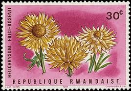 Image result for Helichrysum mechowianum