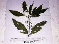 Image result for Afrocanthium salubenii