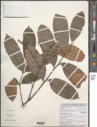 Image result for Aporrhiza