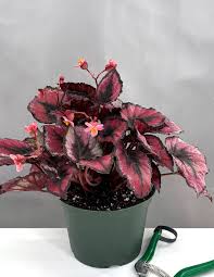 Image result for Begonia nyassensis