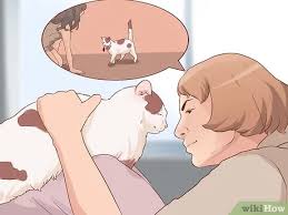 Select a toy or an object that your cat likes to play with. How To Train Your Cat To Fetch A Toy Mouse 10 Steps