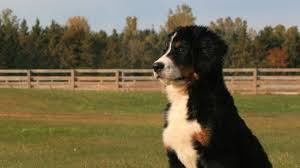 Border collie & bernese mountain dog mix (aka bordernese) source. Litters Bmd Vitality Project